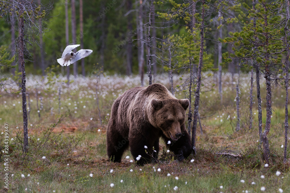 European brown bear, Ursus Arctos, Kuhmo, Finland. European brown bear, Ursus Arctos, Kuhmo, Finland.