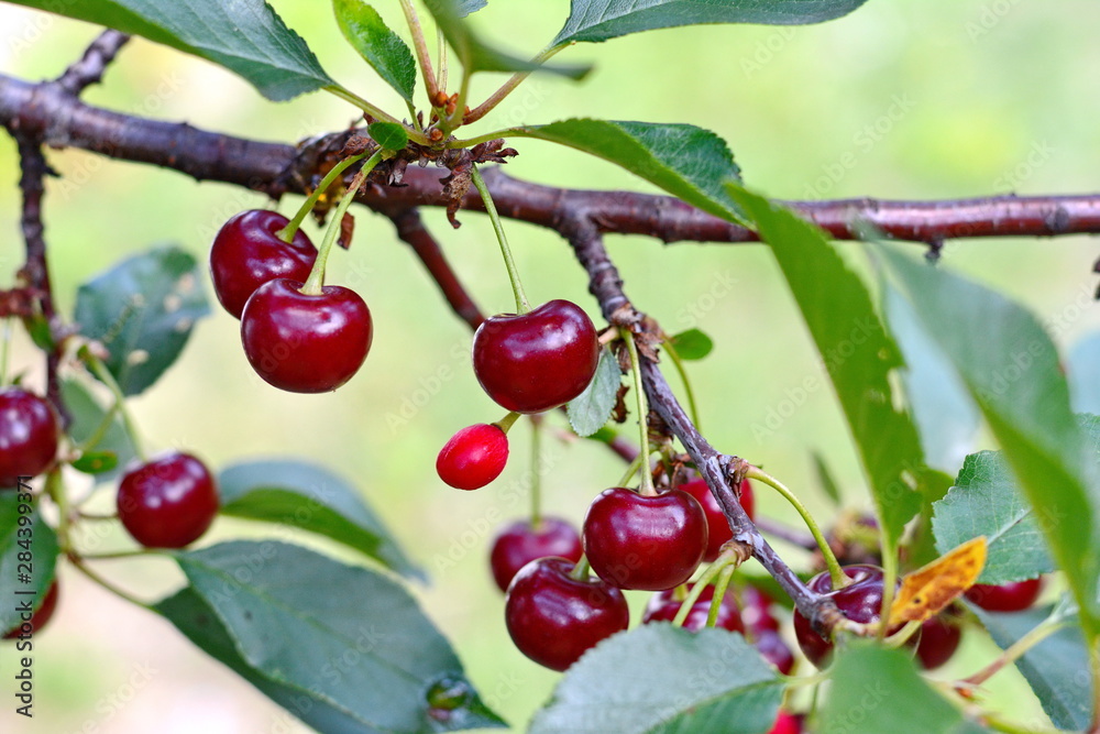Cherry/Cherry tree in the sunny garden. Red and sweet cherries on a branch just before harvest in early summer Cherry/Cherry tree in the sunny garden. Red and sweet cherries on a branch just before harvest in early summer