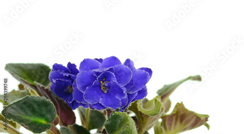 Potted African Violet isolated on white