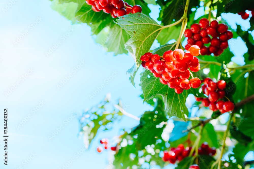 Red berries of viburnum and green leaves on the branches on a sunny day