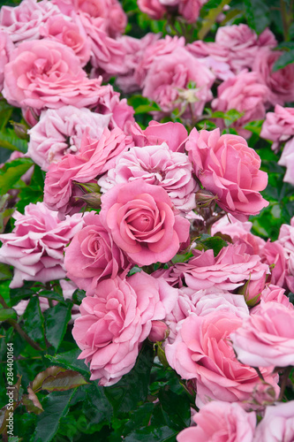 Fototapeta Naklejka Na Ścianę i Meble -  pink rose flowers in the garden