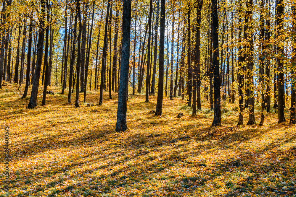 Colorful trees and leaves in autumn park on a sunny day Colorful trees and leaves in autumn park on a sunny day
