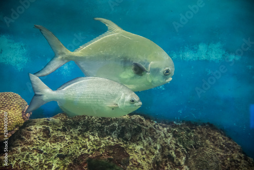 Fototapeta Naklejka Na Ścianę i Meble -  acuario colorido con peces de colores y luces luminosas, aletas y ojos saltones que destacan en el agua