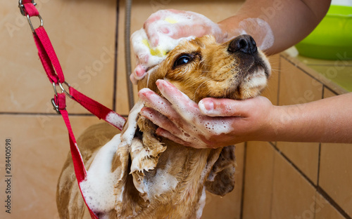 wet dog washes in the shower, cocker spaniel breed photo