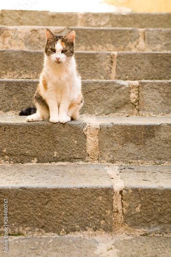 Cat on steps in colorful street area of Villefranche. Near Nice in the South of France