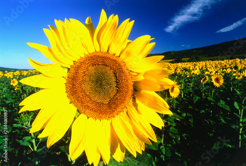 Sunflower  Provence  France