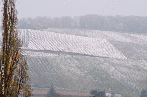 snow on vineyards on cold day in april