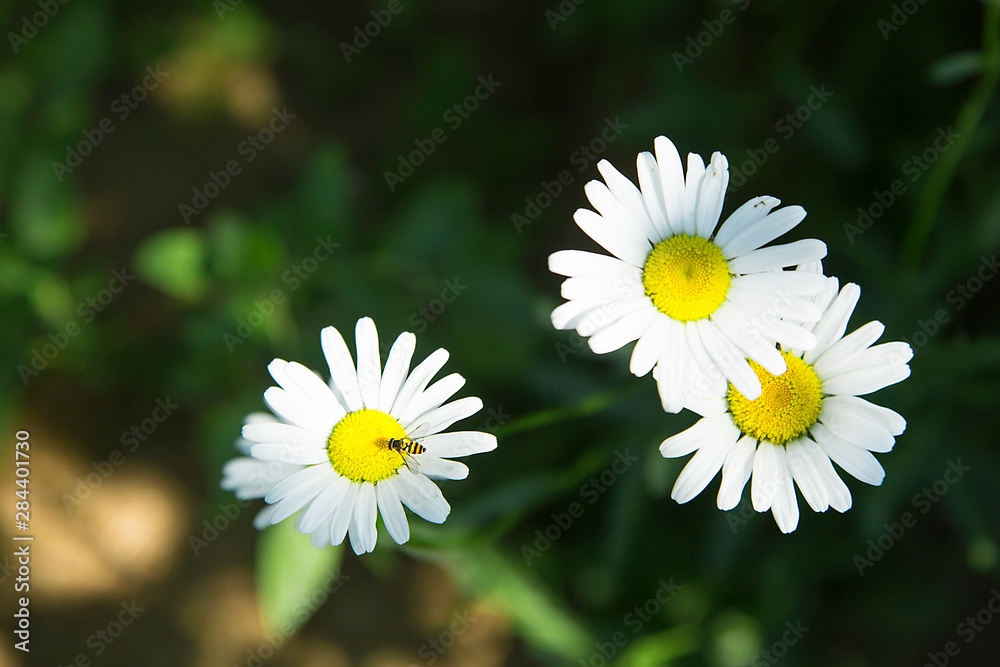 A garden Daisy blossomed in the garden.Texture or background