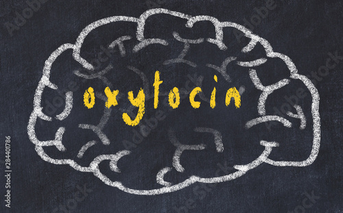 Drawind of human brain on chalkboard with inscription oxytocin photo