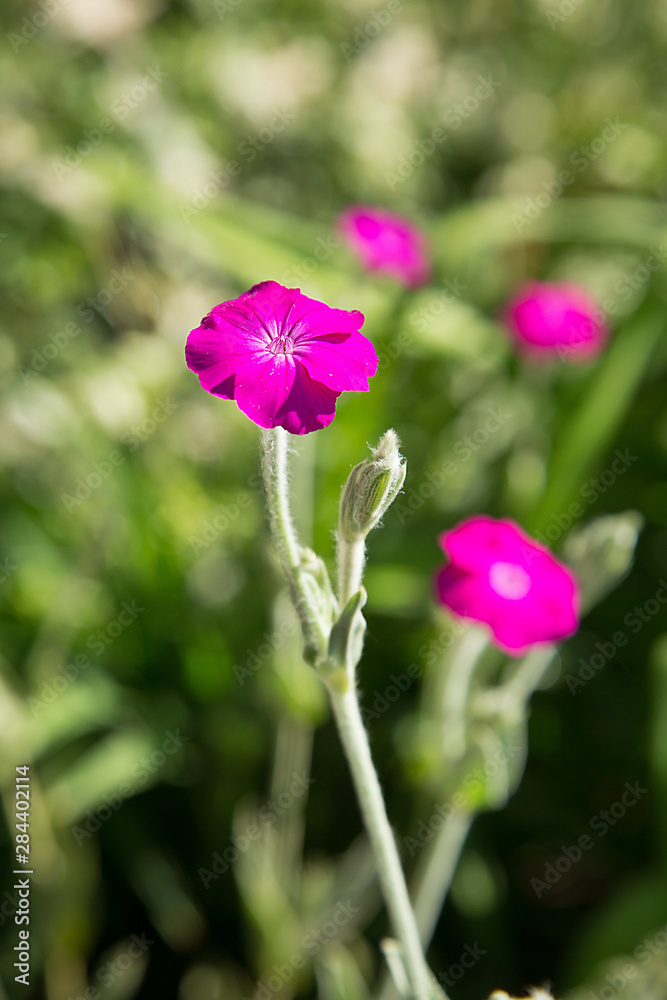Fototapeta premium In summer, small purple flowers bloomed in the Park on the flower bed.Texture or background