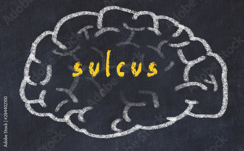Drawind of human brain on chalkboard with inscription sulcus