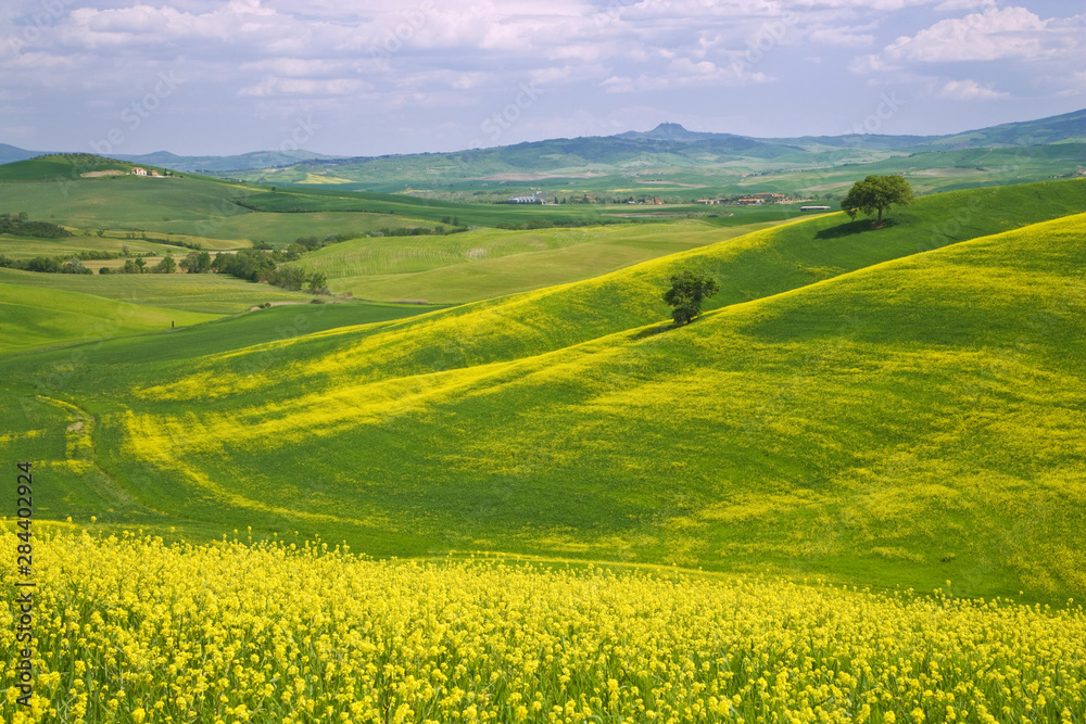 Italy, Tuscany. Canola plants blooming in the Val d'Orcia, a UNESCO World Heritage Site. 
