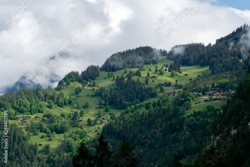 Forest on the Alps mountsin s peak  Alps Switzerland