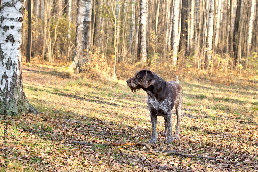 Dog drathaar in autumn forest in sunny day