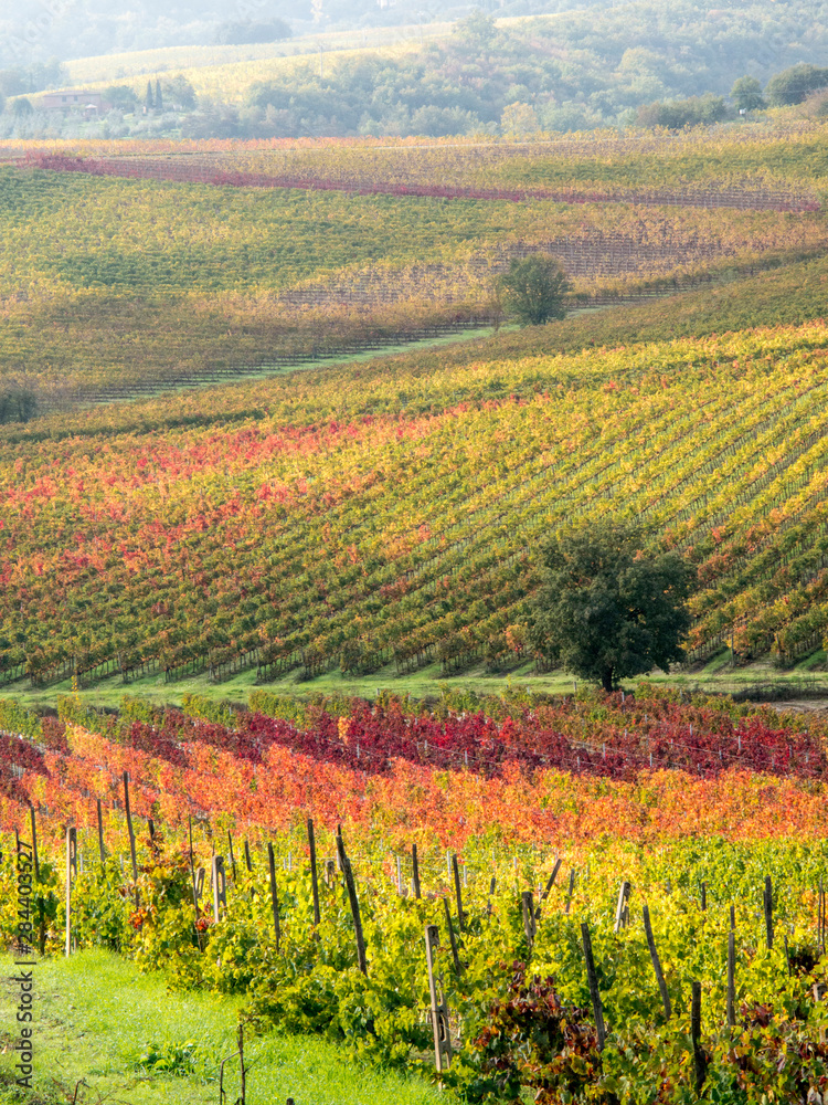 Italy, Tuscany. Colorful vineyards and olive trees in autumn in the Val d'Orcia region of Tuscany.