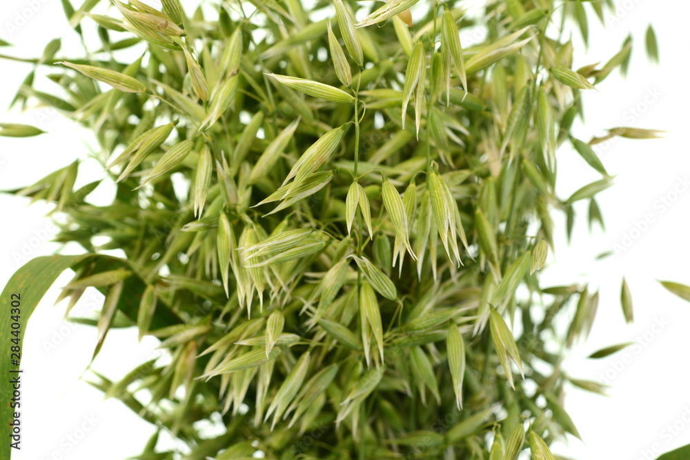 Fototapeta premium Bunch of green oats isolated on a white background. Oat ears. bouquet of fresh green oat seeds close up isolated.