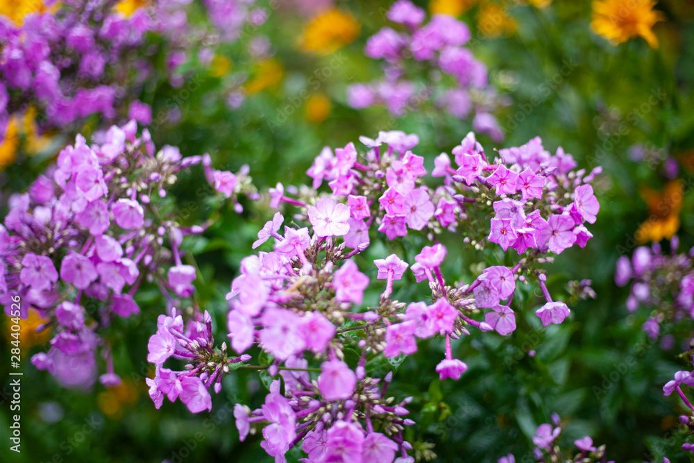 Flowers in the garden. Beautiful flowers in natural light. Background of flowers. Flowers in the garden. Beautiful flowers in natural light. Background of flowers.