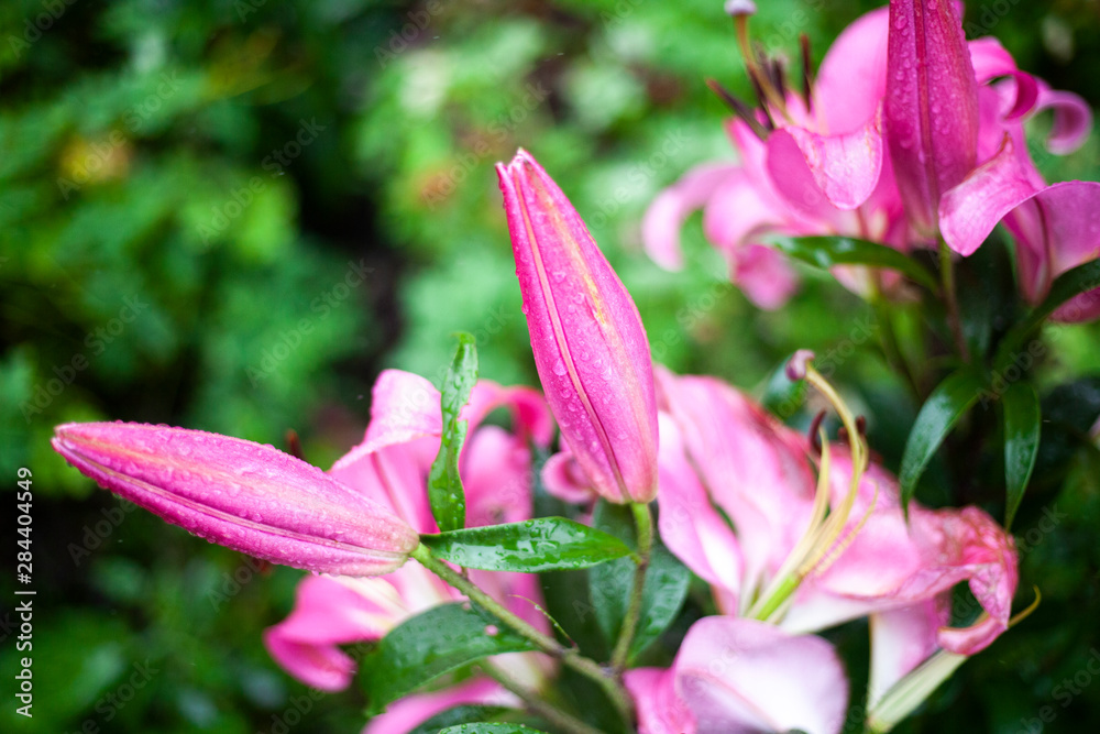 Flowers in the garden. Beautiful flowers in natural light. Background of flowers. Flowers in the garden. Beautiful flowers in natural light. Background of flowers.