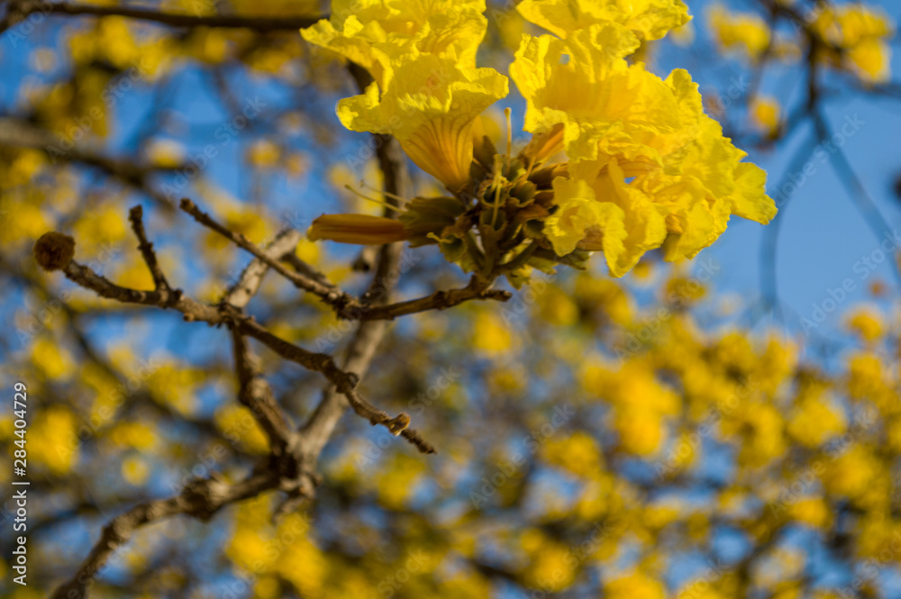Close up of Brazilian Yellow Ipe tree flowers (Golden trumpet) with blue sky - Handroanthus chrysotrichus plant Close up of Brazilian Yellow Ipe tree flowers (Golden trumpet) with blue sky - Handroanthus chrysotrichus plant