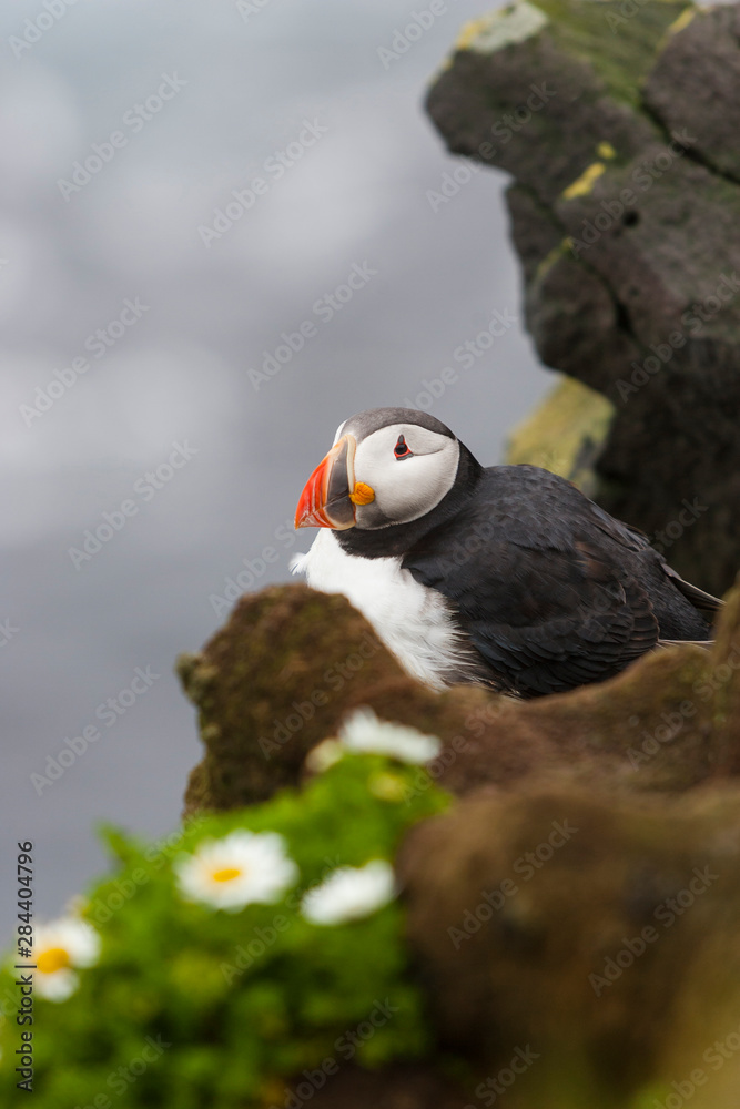 Fototapeta premium Iceland, Westfjords, Atlantic puffins, Fratercula arctica. Atlantic puffin perched on the rocky cliff.