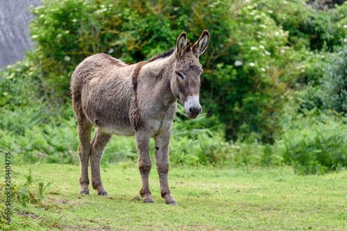 Wild donkey in a lush meadow