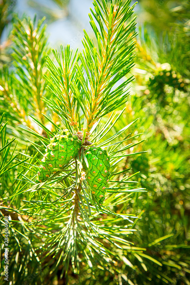 Undiscovered green cones hang on a pine branch in the spring.Texture or background