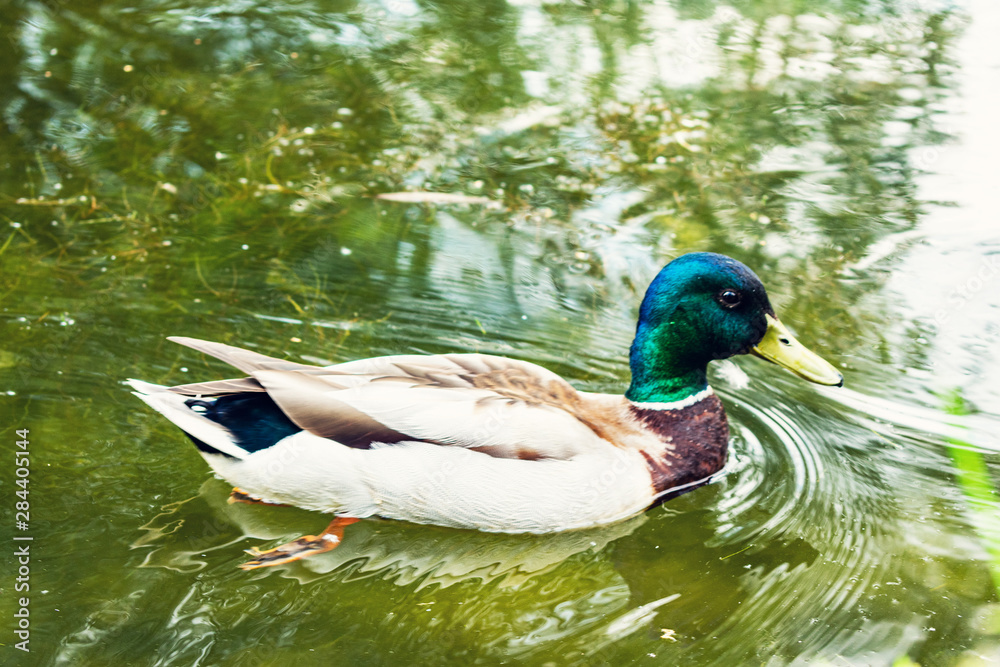 Obraz premium Duck in a pond or lake, duck floating on the water, toned
