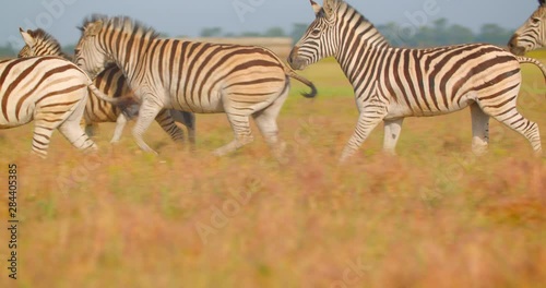 Closeup shoot of group of beautiful zebras walking in the field in the nature in the naional park photo