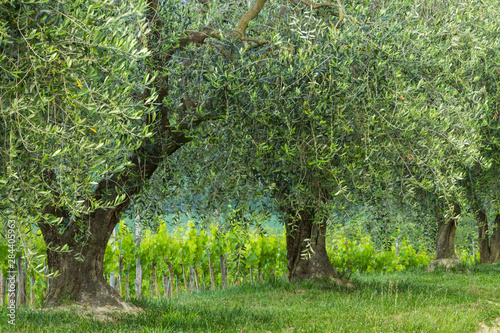 Italy, Umbria. Old olive trees line the edge of a vineyard.