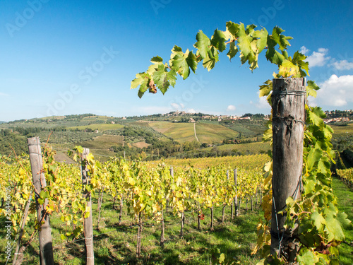 Italy, Tuscany. Rows of vines and olive groves carpet the countryside in fron...