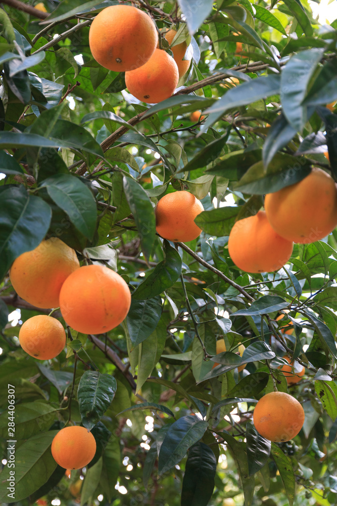 Italy, Ostuni. Orange trees.