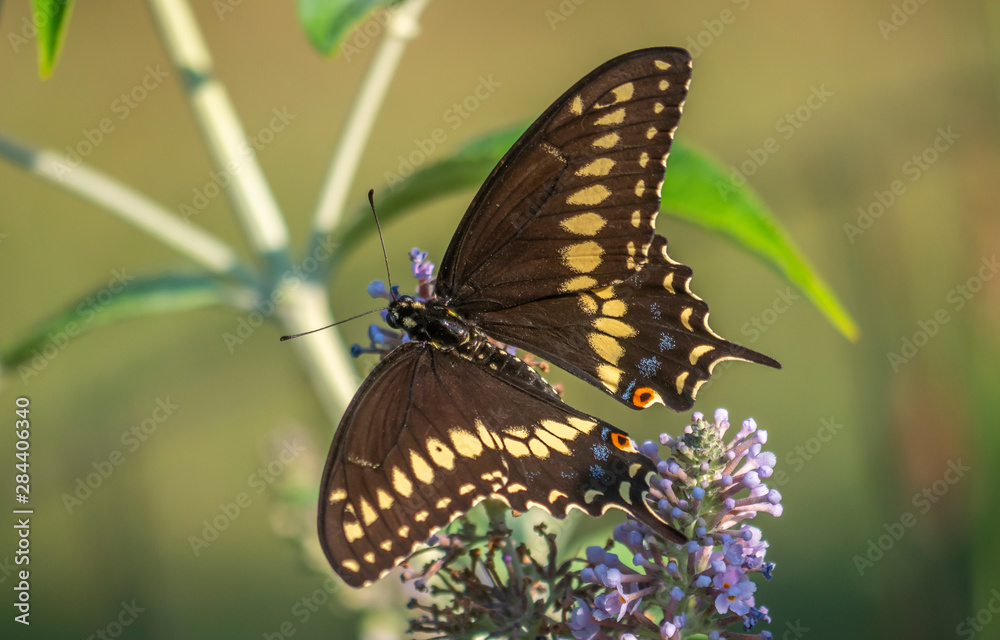 Fototapeta premium Black swallowtail butterfly in summer