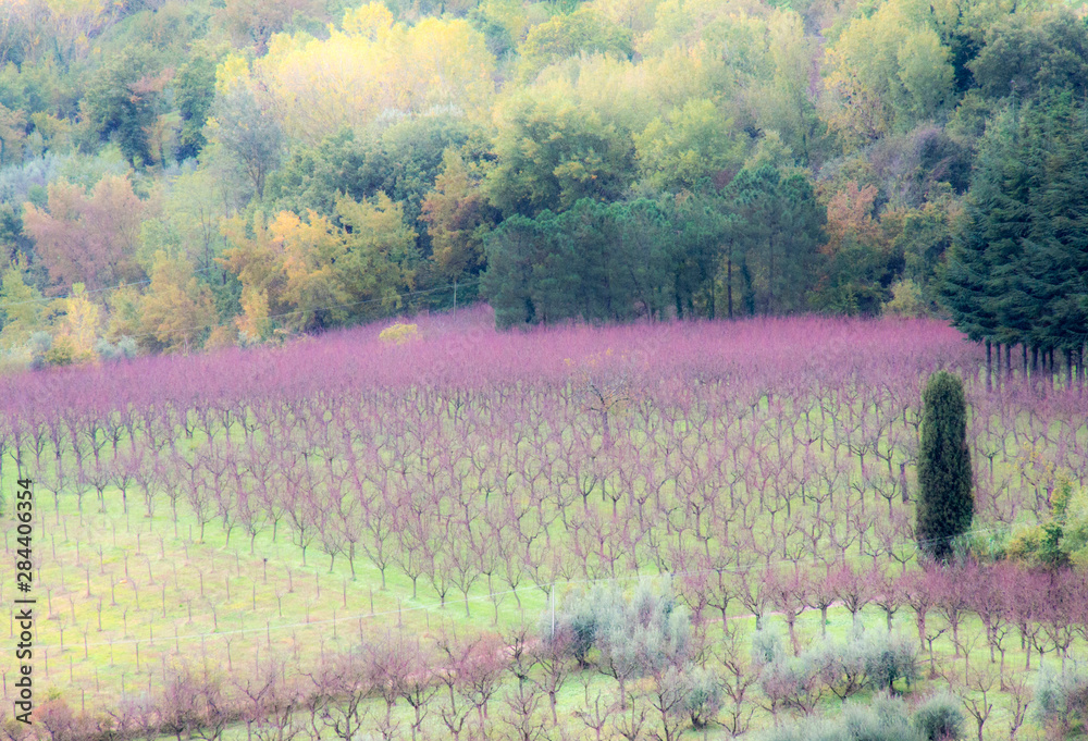 Fototapeta premium Italy, Tuscany. Young grape vines in a field.