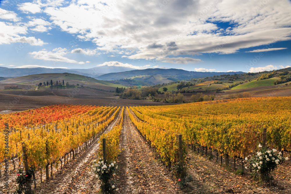 Italy, Tuscany. Vineyards.