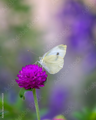sulphur butterfly in garden © John Anderson