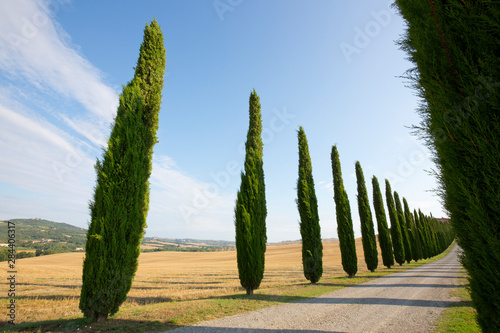 Italy, Tuscany. Road and cypress trees. Credit as: Gilles Delisle / Jaynes Gallery / DanitaDelimont.com photo