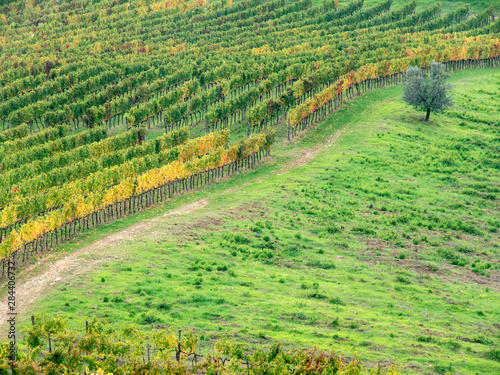 Italy, Tuscany. Lone olive tree in vineyard in the Chianti region of Tuscany.