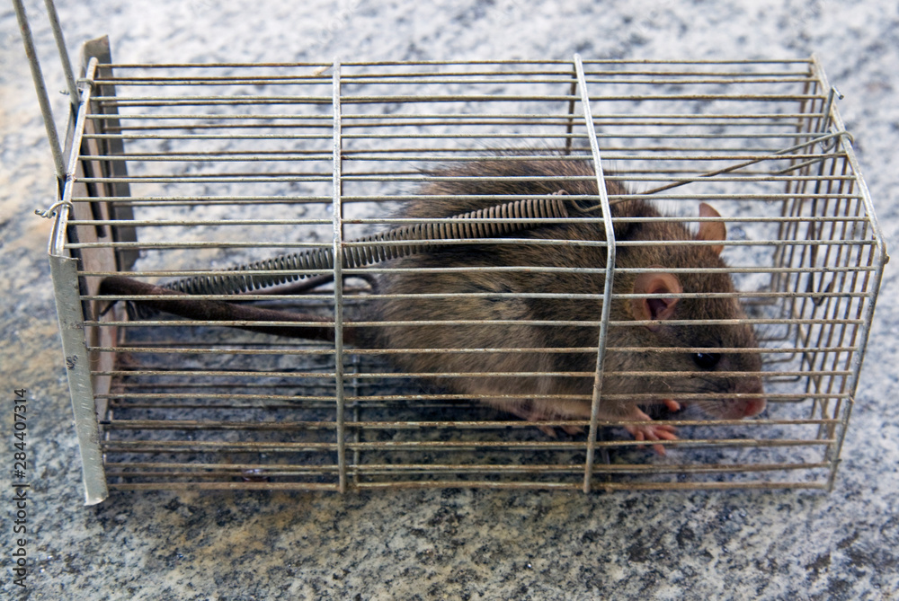 Brown Norwegian rat or wharf rat (Rattus norvegicus) in a trap. Stock Photo  | Adobe Stock
