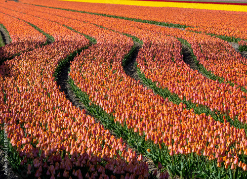 Netherlands, Kop van Noord-Holland, Tulip Fields in Holland
