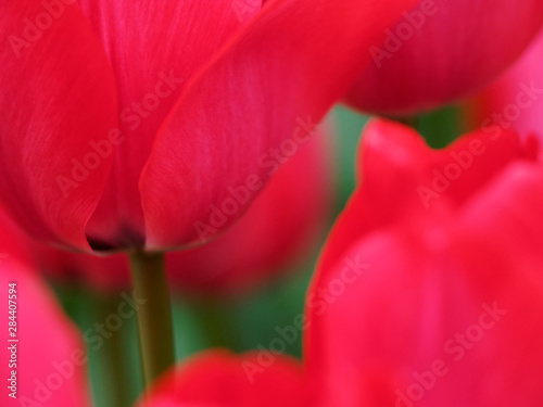 Netherlands, Macro image of colorful tulip