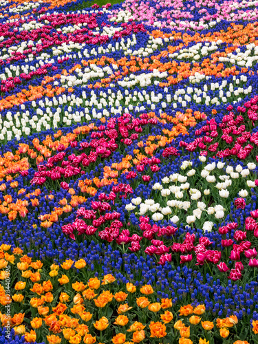Netherlands, Lisse, Keukenhof Gardens, Grape hyacinth and Tulips in Bloom Placed in a Pattern of Tulip