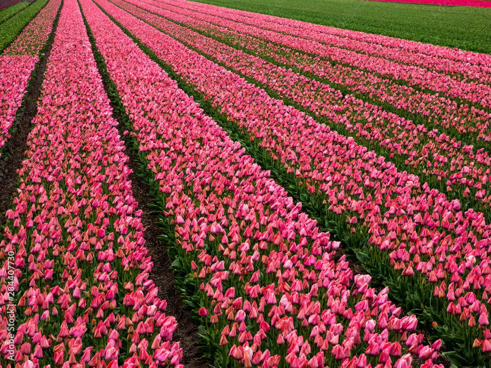 Tulip fields in Large rows