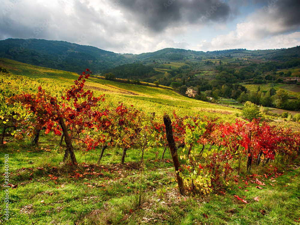 Italy, Tuscany, Chianti, Autumn Vineyard Rows with Bright Color