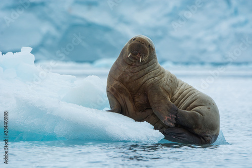 Norway. Svalbard. Nordaustlandet Island. Brasvelbreen. Young Atlantic walrus (Odobenus rosmarus) resting on an ice floe. photo
