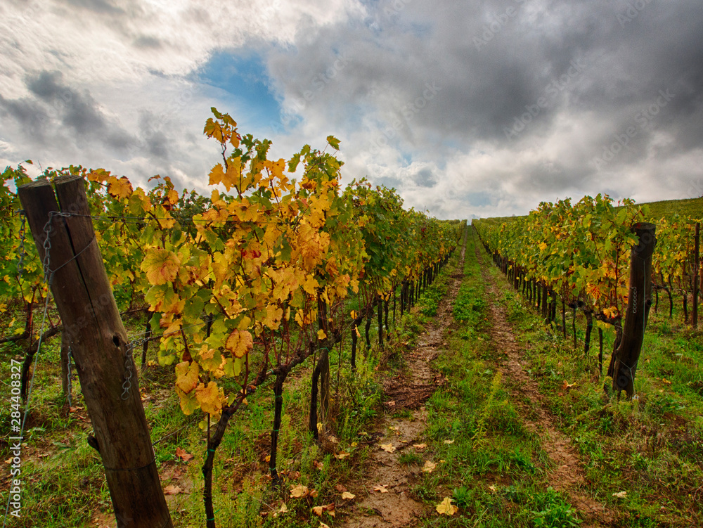 Italy, Tuscany, Chianti, Autumn Vineyard Rows with Bright Color
