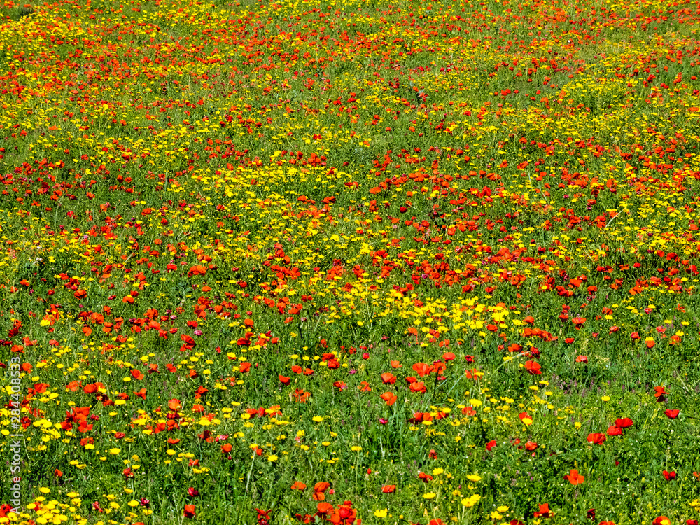 Mass Spring wildflowers in field