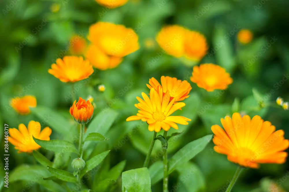 Bright summer background with growing flowers calendula officinalis, marigold. Bright summer background with growing flowers calendula officinalis, marigold.