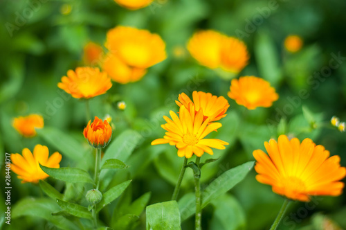Bright summer background with growing flowers calendula officinalis, marigold.