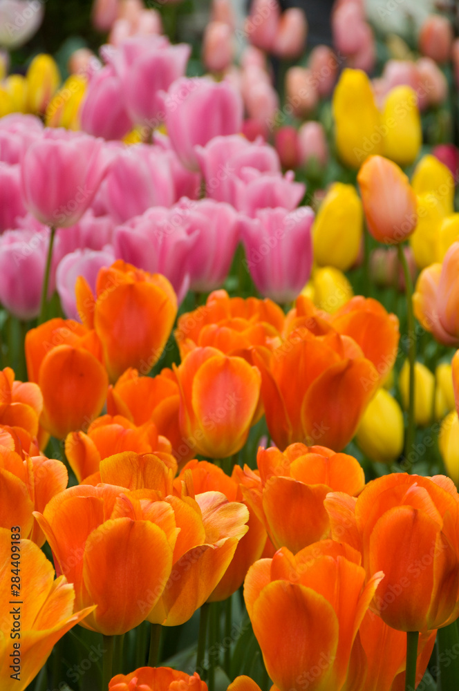 Obraz premium Holandia, Lisse. Ogrody Keukenhof, największy na świecie park kwiatów cebulowych, w którym rośnie ponad 4,5 miliona tulipanów w 100 odmianach.