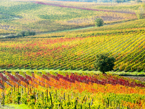 Italy  Montepulciano  Autumn Vineyard in full color near Montepulciano